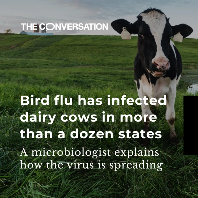 A cow stands in a grass field, looking at the viewer. There is a farm in the horizon. The text reads "Bird flue has infected dairy cows in more than a dozen states. A microbiologist explains how the virus is spreading."