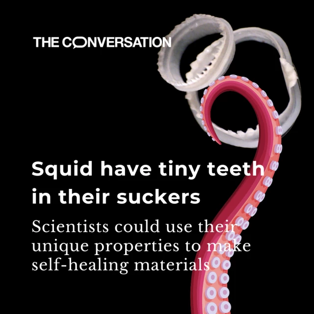 In front of a black background, we can see a red tentacle alongside a close-up of their suckers, which have tiny teeth. The text reads "Squid have tiny teeth in their suckers. Scientists could use their unique properties to make self-healing materials".