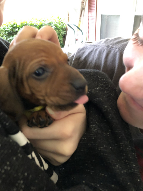 A very young and extremely cute Penny the Little Brown Dog doing a blep. A tiny brown Dachshund puppy being held by someone as another person puts their face close to them. 