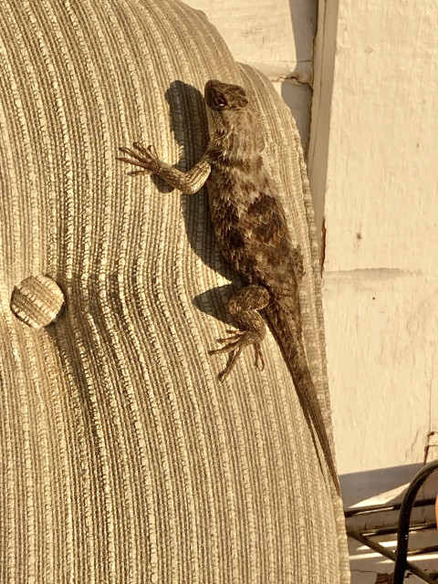 A spiny lizard, about to 8 inches long tip to tail, in various shades of browns and tans, resting vertically on the back of a stuffed chair in morning light.