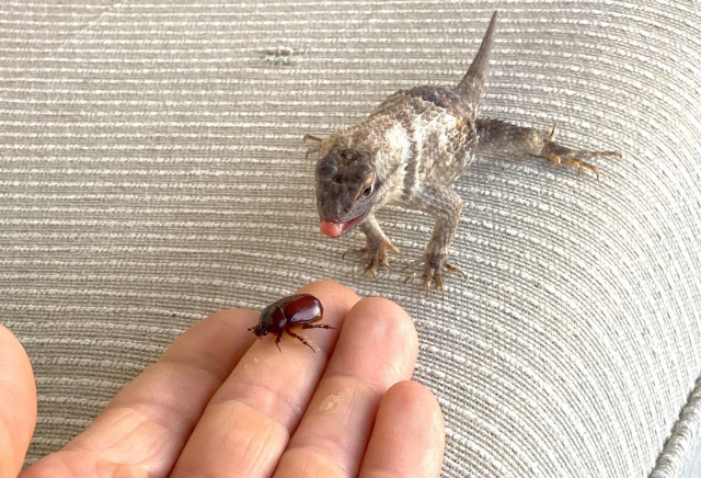 My outstretched palm, on an upholstered beige cushion, with a large brown beetle on my fingertips. A large lizard is opening its mouth and sticking its tongue out an inch away, about to snatch the beetle up and eat it.