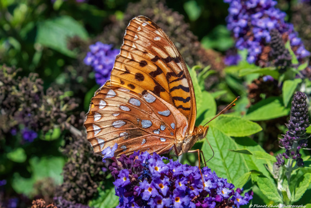 An intricately patterned orange and brown Great Spangled Fritillary butterfly rests on vibrant purple flowers. The lush green foliage in the background adds contrast and depth to the scene.