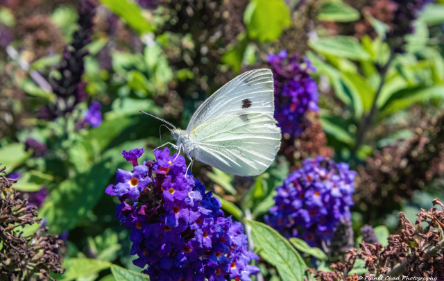 A cabbage white butterfly rests delicately on a cluster of vibrant purple flowers. Lush green foliage surrounds the scene, adding to the natural beauty.