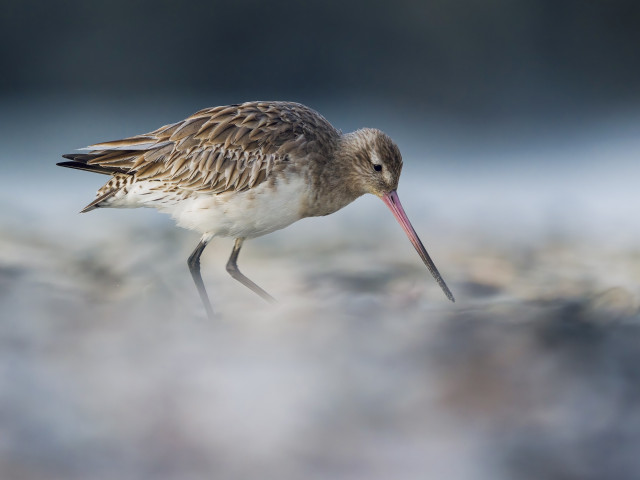 A kuaka foraging on a shoreline with blurred shelly foreground and background combining together for an ethereal feel.