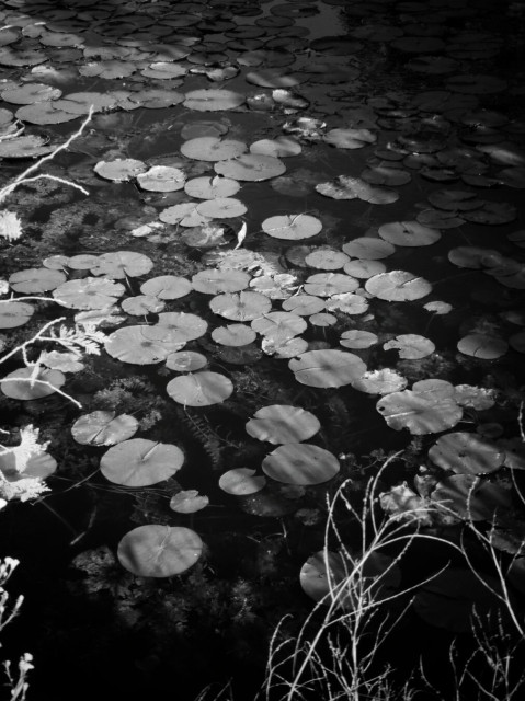 Lily pads cover the top of a pond in this close up black and white image.