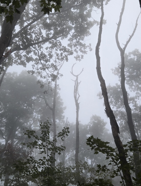 A mix of dead and living trees are enveloped by a gray fog, giving the photo a desaturated, monochrome appearance. 