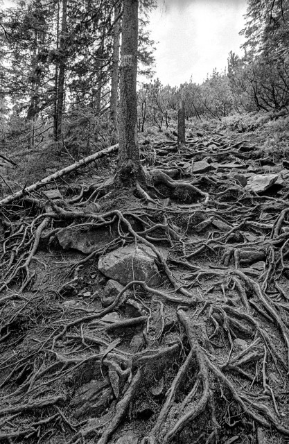 The image is a black-and-white photograph of a forested area with a focus on the intricate network of tree roots covering a steep, rocky slope. The tree roots twist and turn over the uneven ground, creating a complex, textured pattern. Tall trees rise above, their trunks and branches stretching towards the sky. The dense foliage in the background suggests a thick forest, and the light filtering through the trees adds a soft contrast to the darker tones of the roots and rocks. The image conveys a sense of rugged natural beauty and the resilience of nature in a challenging environment.