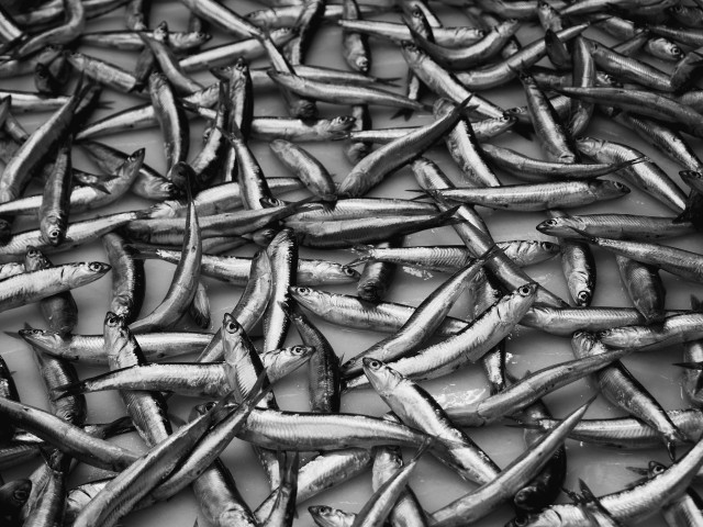 Black and white image of a food market display showing carefully arranged anchovies