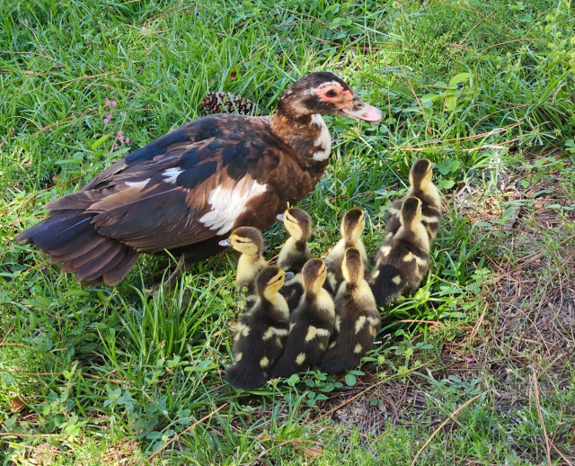 Mama Muscovy duck resting in some thick green grass, with brand new, just hatched ducklings huddled next to her. All eight are tiny, fluffy, brown with yellow swirls.