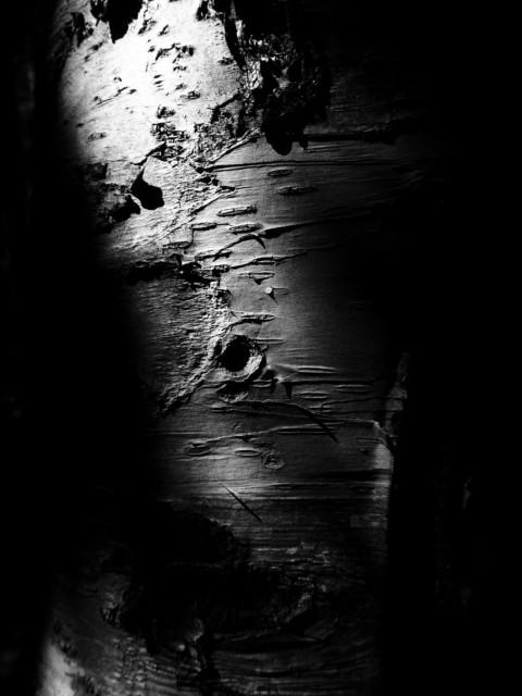 A close up black and white image of a birch tree. Details of it bark are clearly seen in the dramatic image.