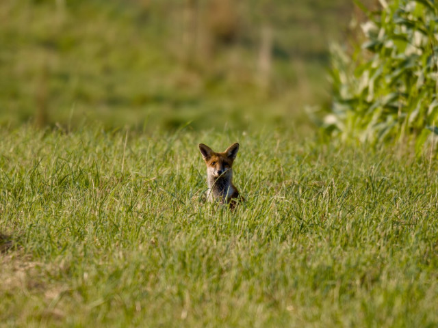 Fox sitting in the grass, looking right into the lens. It's early morning and the sun is just coming over the hilltop. Due to that, the fox has kind of a Rembrandt light on its face.