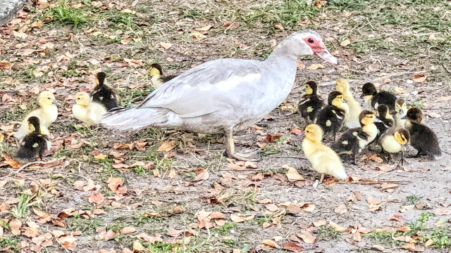 A grey and white Muscovy duck mama is nearly surrounded by her many newly hatched ducklings, resting on a patch of grass and dirt. The many babies wander all around her, are tiny fluff balls of yellow and brown with itsy bitsy eyes and little webbed feet.