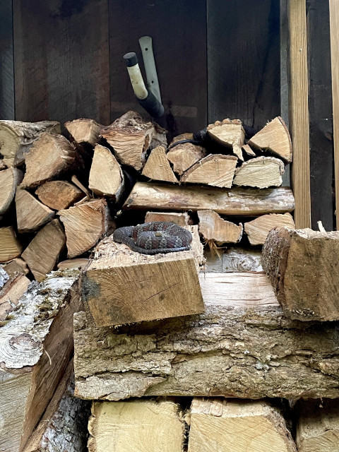 Parts of two stacks of firewood are pictured, the front one a bit lower than the back. They are both stacked near a shed. Auto the front stack, a Northern Watersnake is curled up with its face looking at me. On the back row is a second snake entangled in the wood. Both snakes are medium-sized about 2+ feet long and have gray and reddish triangular patterns.