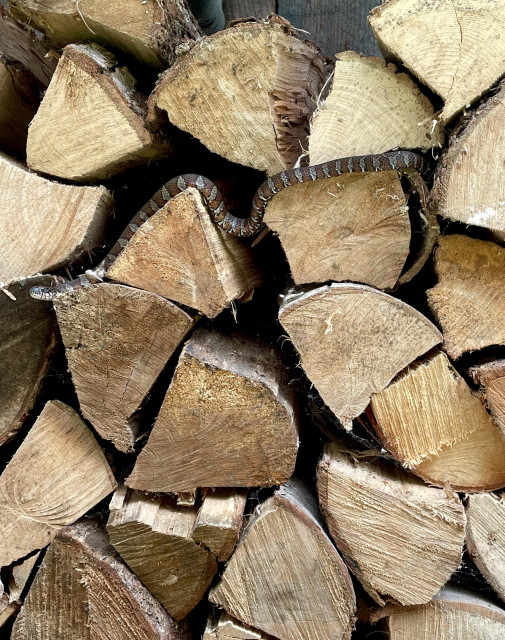 Closeup of a Northern Watersnake stretched out and lounging over a few pieces of firewood which are stacked. The snake has gray and reddish triangular patterns. It is 2+ feet in length.