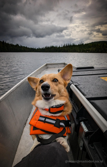 Moxxi the corgi is in an aluminium boat on a lake, clawing at a human leg wearing blue pants. she's wearing an orange life jacket and an orange GPS collar. she's next to a black container. her mouth is open, mid-bark. in the background is a stormy sky and the forest line.