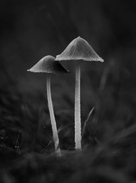 Schwarz-weiß Nahaufnahme zweier Hasenpfoten Pilze die dicht beieinander stehen. Um die Pilze herum, unscharf, Gras.