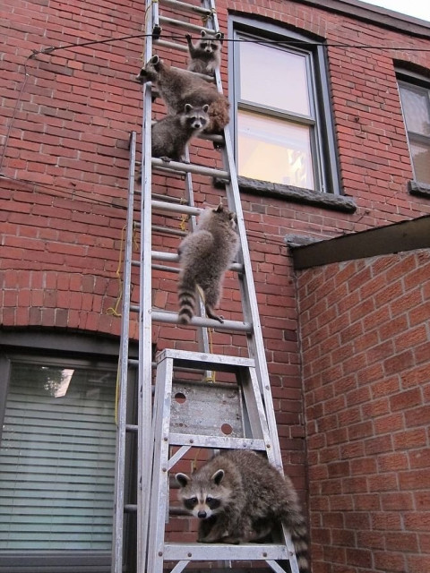 Several raccoons on different rungs of a metal ladder which is leaning up against a house made of red bricks. 