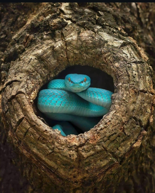 Photography. A breathtaking color photo of a turquoise-green snake in a tree hole. It lies curled up in a round hole, its gaze goes straight into the camera and it doesn't look relaxed, but as if about to snap. A great close-up.
Infos: The white-lipped pit viper (Trimeresurus insularis) is a venomous snake species whose bite can be potentially life-threatening, but usually only causes very painful wounds. It lives in trees and is found in dry monsoon forests at altitudes between 900 and 1,200 meters. The animals reach an average length of 40-80 cm.