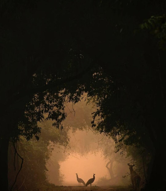 Photography. A color photo with the silhouettes of two peacock birds and an antelope against a peach-colored morning sky. As if emerging from a tunnel of tall dark vegetation, two peacock hens stand out as silhouettes on a path in the national park. The entire photo is bathed in this orange, diffuse light and shows the two beautiful birds standing in the middle of the picture, facing away from each other. The antelope is further ahead and has almost disappeared between the trees.
Info: The photo was taken by nine-year-old Shreyovi Mehta from Faridabad, India, who has already won prizes in photography competitions. She has two Wild Live photographers as parents and has obviously inherited a lot of talent.