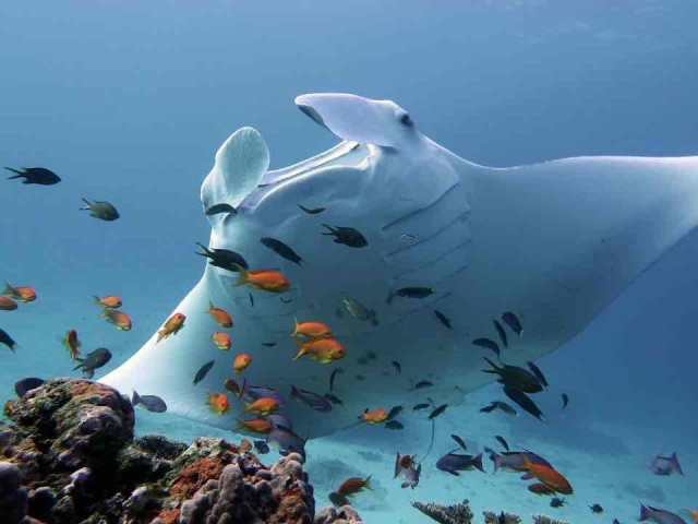 Underwater scene with a large manta ray swimming among colorful fish near coral reefs.