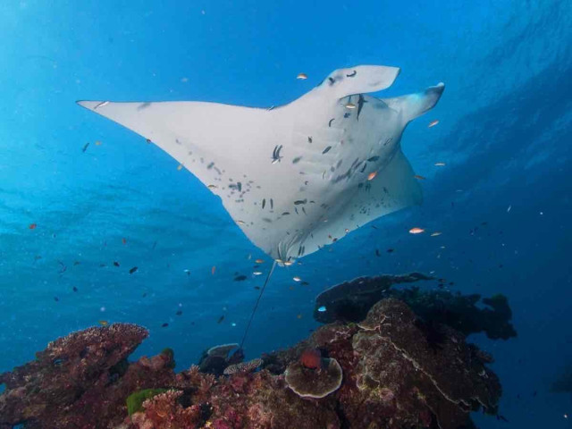 A large manta ray swims gracefully above a coral reef surrounded by small fish in clear blue water.