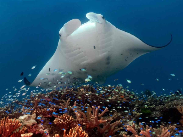 A manta ray swims above a vibrant coral reef, surrounded by various small fish, in clear blue ocean water.