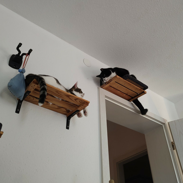 An einer wand sind Bretter geschraubt auf die Phips und Sammy klettern können. Gerade liegt jeweils ein Kater auf einem Brett und die beiden schauen sich in die Augen. Phips von etwas weiter oben auf Sammy herunter 