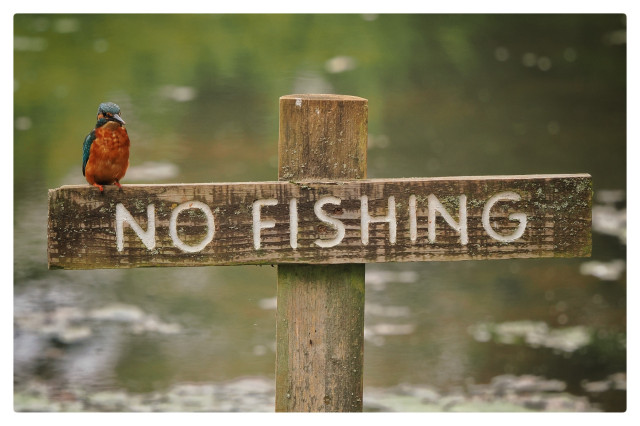 A kingfisher sat on a no fishing sign