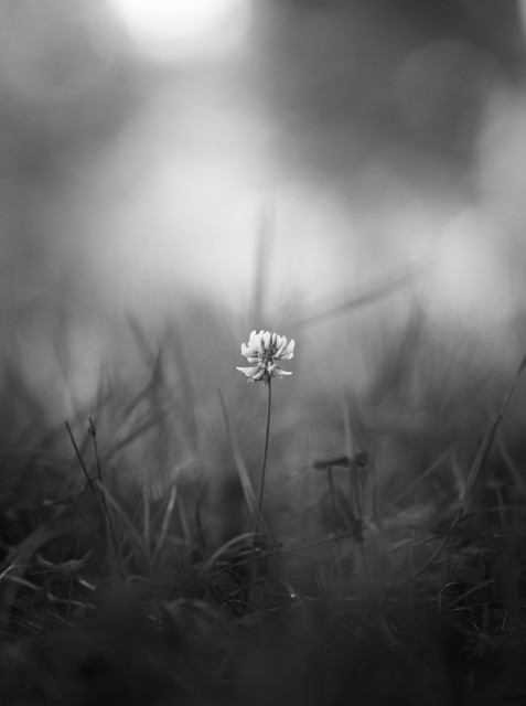 Schwarz-weiß Foto einer einzelnen Klee-Blüte die sich aus dem unscharfen Gras erhebt. Der Hintergrund ist hellgrau und unscharf.