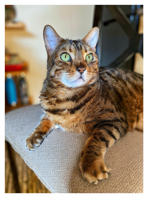 This is a beautiful colour photo of my bengal cat Neko on a kitchen chair looking up. The early morning light is bouncing off his golden brown stripped coat accentuating his lovely sage green eyes.