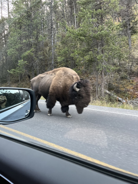 Bison walking on roadway, as seen from car window. 