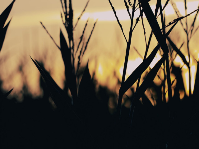 Golden sunset, seen through a corn field. The corn plants can just be seen as a dark silhouette against a golden backdrop.