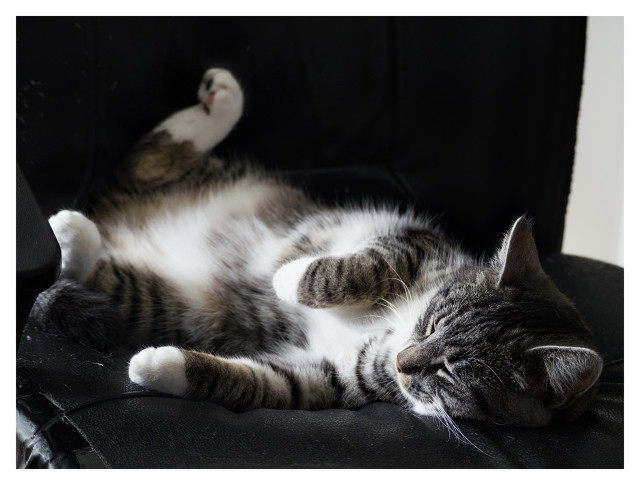 Katten Sonja ligger och sover på rygg i en svart fåtölj. Hon är tigréfärgad med vit mage med vita tassar.