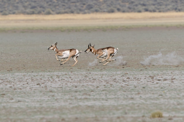 Color landscape photo showing a dry lake playa with spares vegetation. Running from right to left are two pronghorns (they look like deer). They are tan with white bellies and white butts. Little puffs of dust rise from the lake playa behind them.