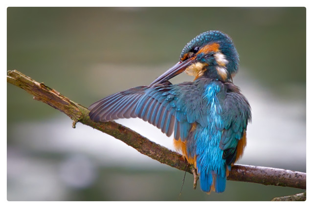 A kingfisher preening with it's left wing outstretched.