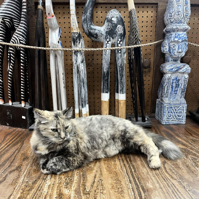 a splotchy house cat sits on the floor of an import shop, some carved wooden items behind the cat