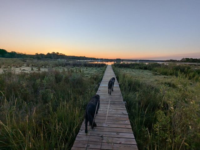 Photo of a calm late summer morning on Harris Creek sun rising just below the horizon and illuminating it bright orange. Sky is deep blue and cloudless. Marsh is green and ready for the day. Creek water is flat calm and perfectly reflects the sun and sky.
In the foreground Miles and Jon two black Flat-Coated retrievers stroll down the wood walk in hopes of spotting interesting waterfowl.