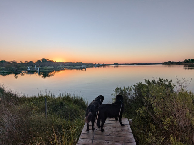 Photo of a calm late summer morning on Harris Creek sun rising just below the horizon and illuminating it bright orange. Sky is deep blue and cloudless. Marsh is green and ready for the day. Creek water is flat calm and perfectly reflects the sun and sky.
In the foreground Miles and Jon two black Flat-Coated retrievers stand on the wood walk looking out for interesting waterfowl.