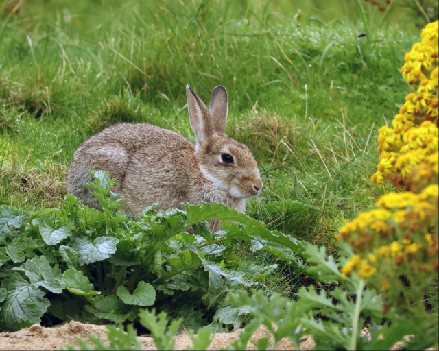 A wild rabbit sits amongst wild plants and grasses on a slight slope. It's ears are partially turned back and it looks quite calm