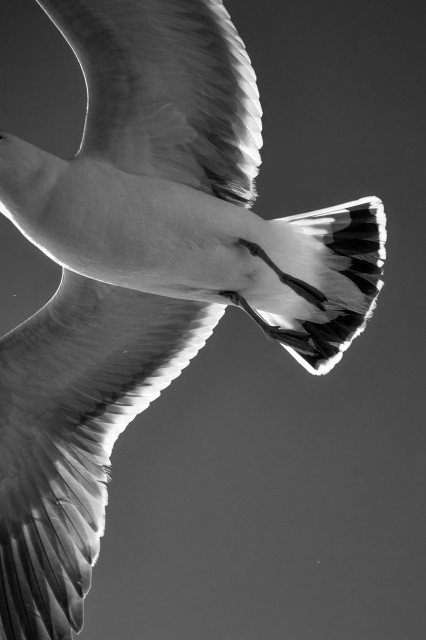 Black-and-white shot of a black-tailed gull in flight, but the head's just out of frame.