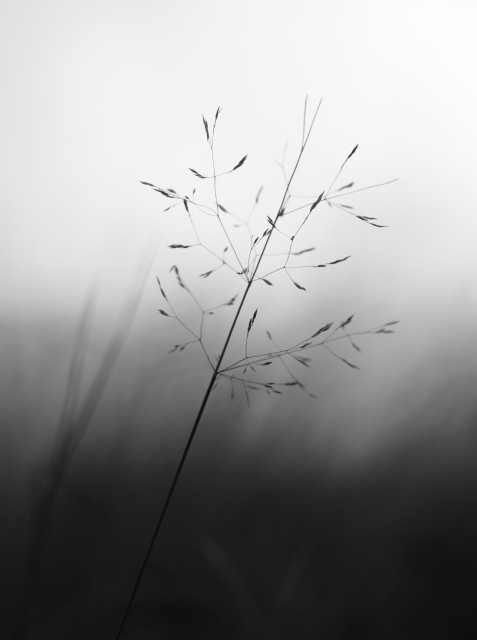 Schwarz-weiß Foto eines filigranen Grases vor einem unscharfen Hintergrund. Der Hintergrund verläuft von unten nach oben von dunkel grau bis hin zu fast weiß.