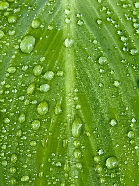 Close-up of a green leaf covered in water droplets, showcasing a fresh and dewy texture.