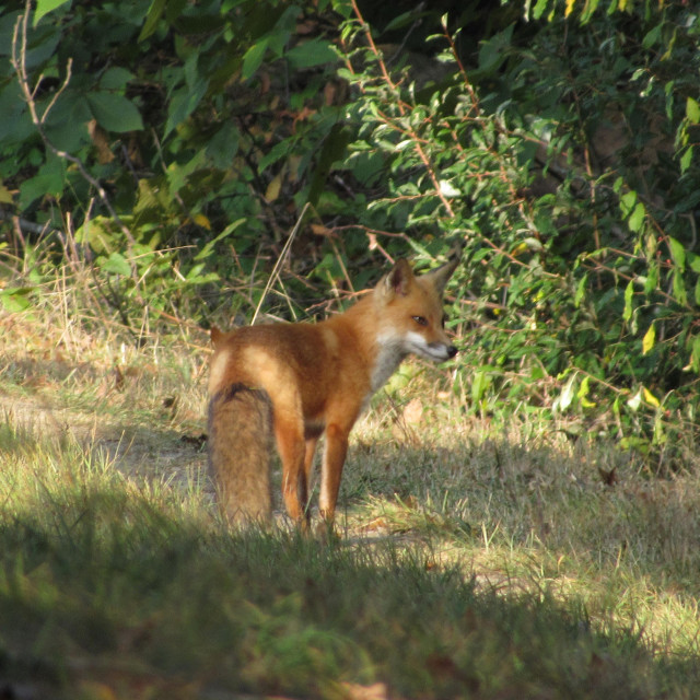 A FOX STANDS LOOKING AT SOMETHING. 