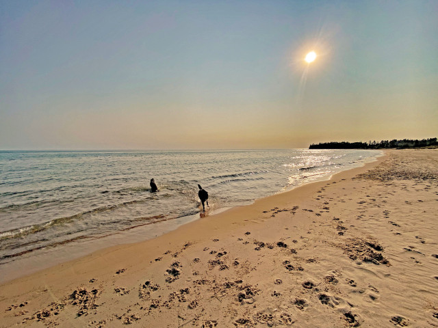 Two German Shepherds romp in the shallow water on a long stretch of empty beach. Nothing but sand and water is in sight, except a distant fringe of evergreen trees where the shoreline curves. The sun is lowering in the sky and beginning to turn gold with late afternoon light. 