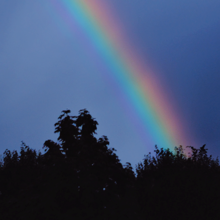 Ein Regenbogen über Baumkronen