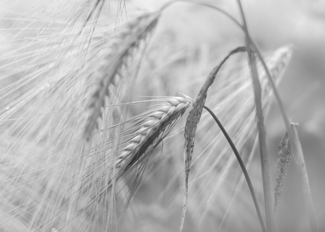 A black and white image of some wheat (I think!). There is an ear of wheat in the foreground, with some in the background, but blurry.