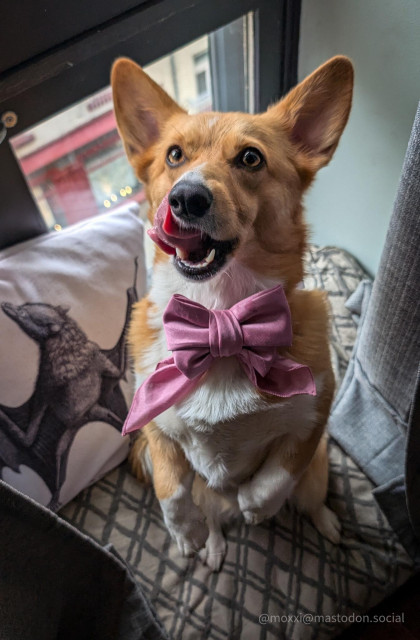 moxxi the corgi is in a begging position, licking her chops. she's on a grey dog bed, next to a window and a throw pillow with a bat on it. she's wearing a pink bow.