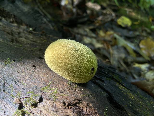 A mushroom growing on dead wood. There's no stem visible, it's just a round oval ball. Yellow, and textured like old popcorn ceilings. 