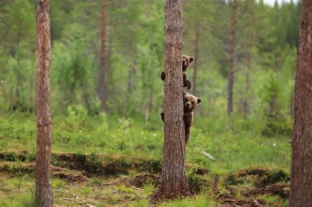 Bear cubs