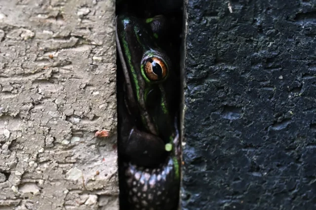 Green and golden frog